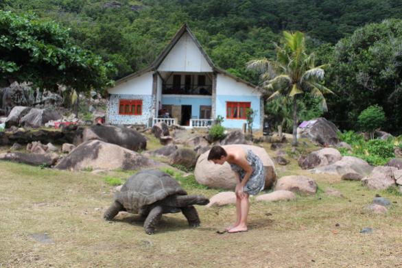 17.02.2015: La Digue Island, free living tortoises at many places, e.g. in the North of the island