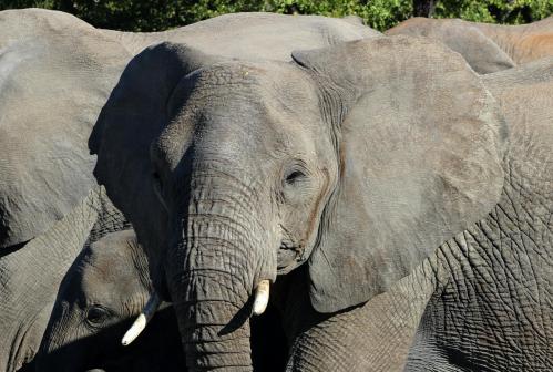 01.03.2015: Etosha National Park, Elephants
