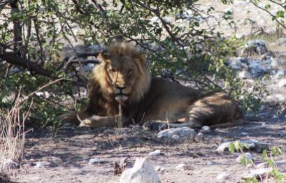 03.03.2015: Etosha National Park, African Lion (Löwe)