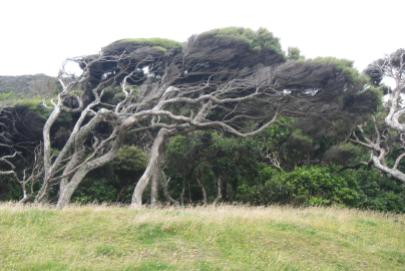 January 2016: Typical trees at Golden Bay, South Island, New Zealand